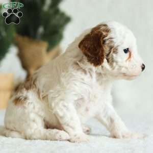 Wynn F1B, Cavapoo Puppy